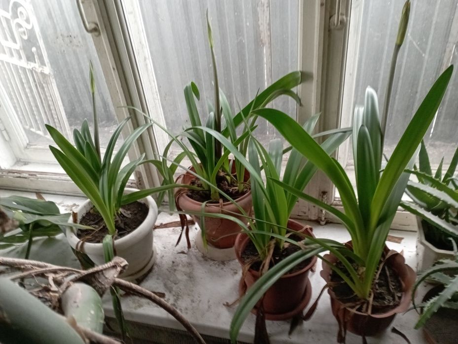 Продам луковици  цветка амариллис