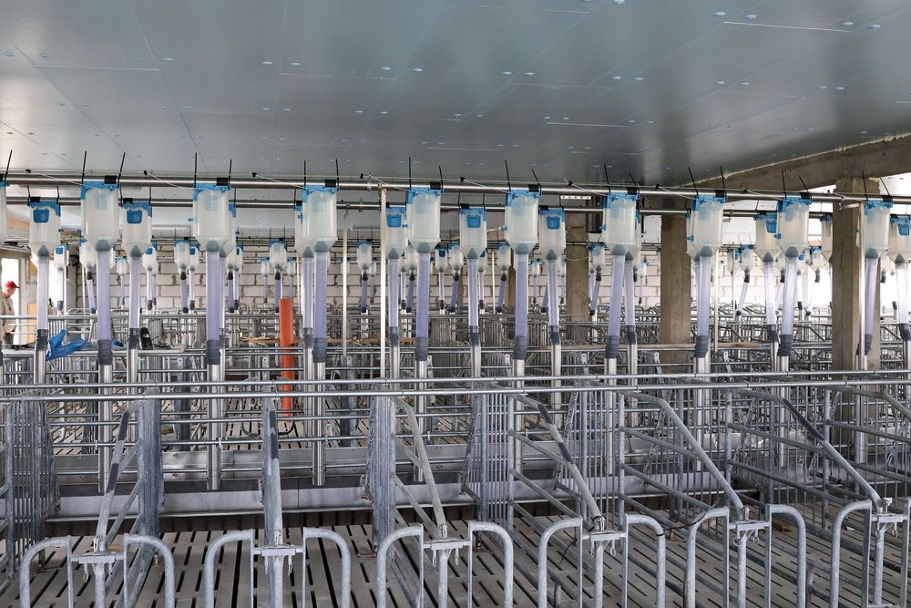 Ocieplenie Izolacja Odchowalni Prosiąt Porodówki Styrodur XPS AGRO