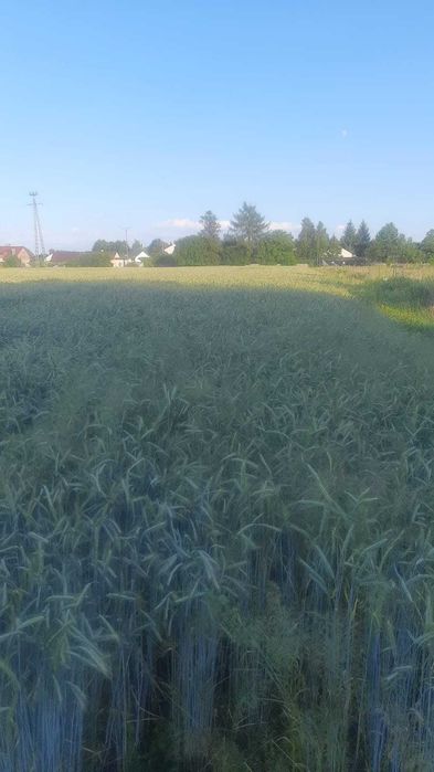 Działka budowlana 2500 m² z Warunkami Zabudowy! Lubaczów,  ul. Chabrowa