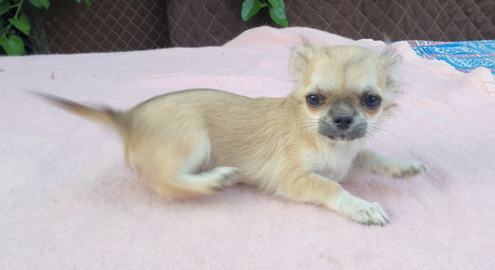 Девочка длинношерстная соболь