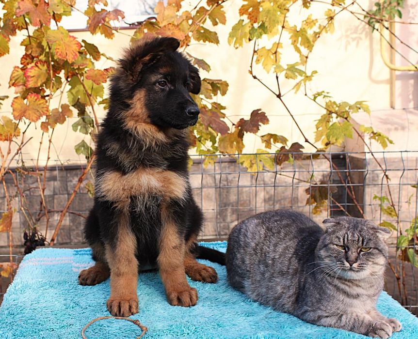 Німецька вівчарка довгошерстна Дівчата