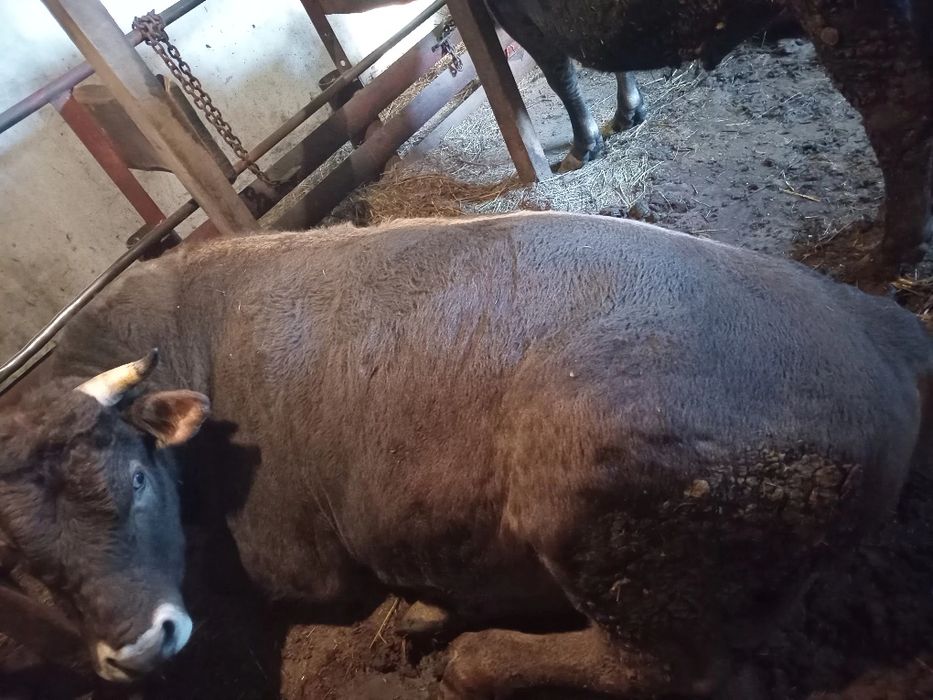 Продам бичків 155грн