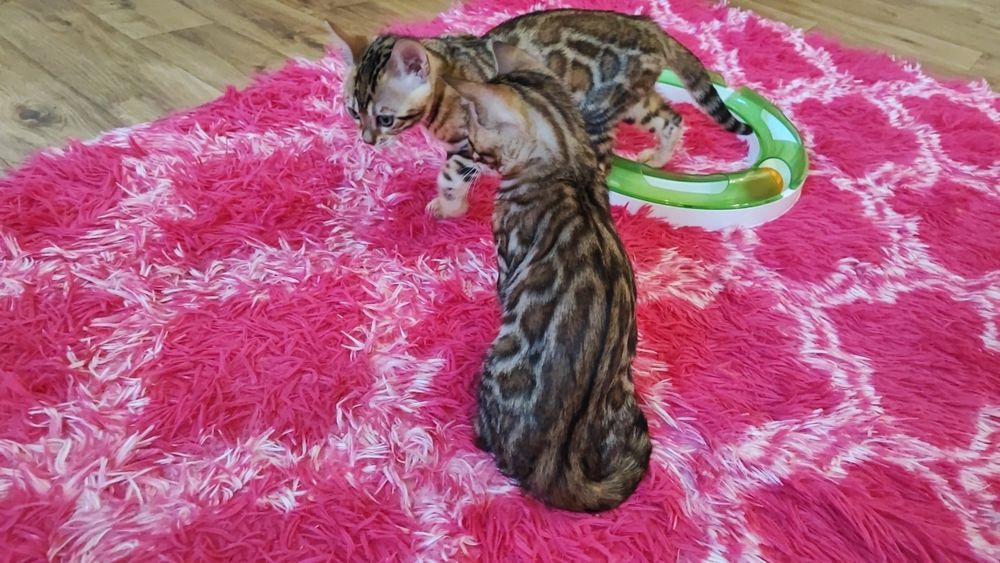 Бенгальські кошенята. Офіційний Розплідник.