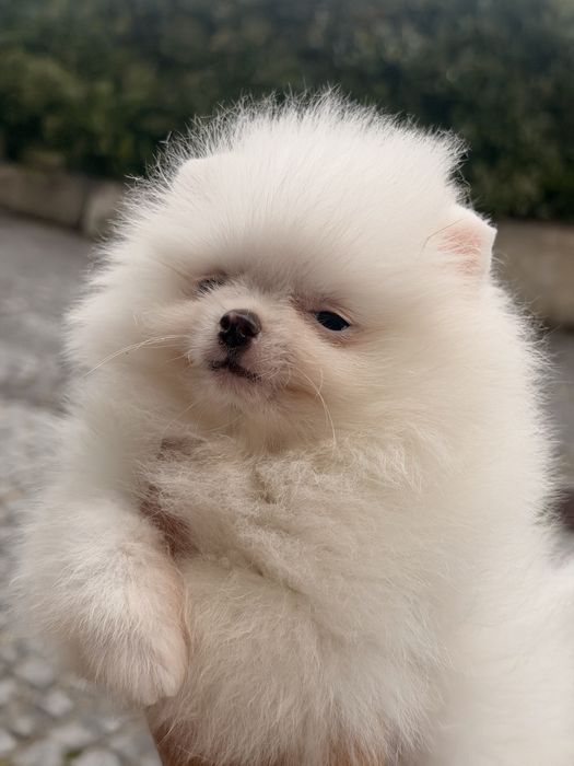 Linda femea  pomerania