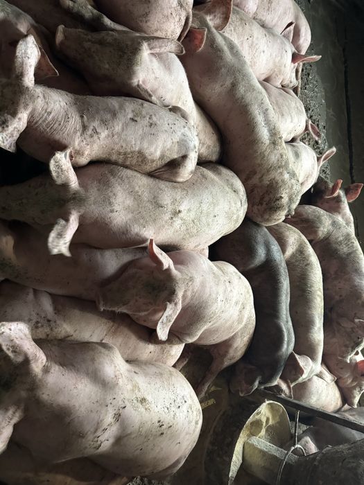 Продам свині різної ваги