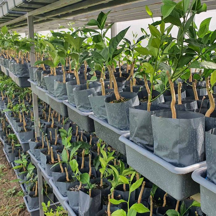 Лимон низкорослый комнатный "Nano"