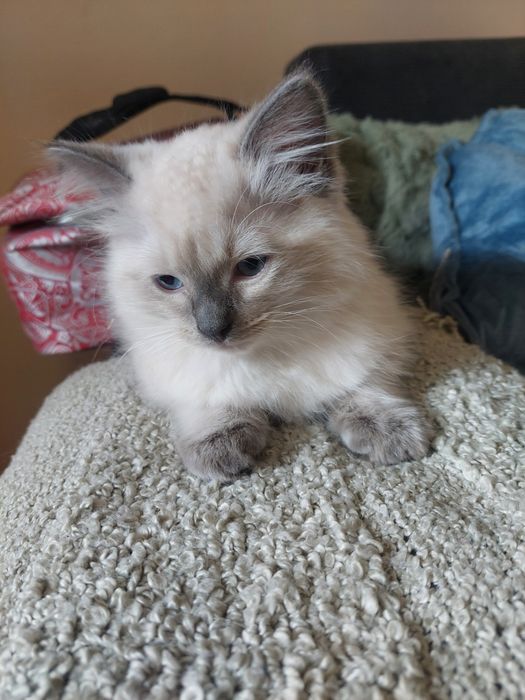 Piękny Kocurek Ragdoll