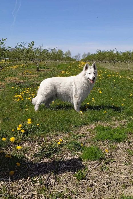 Biały Owczarek Szwajcarski Szczeniak Hodowla Pies