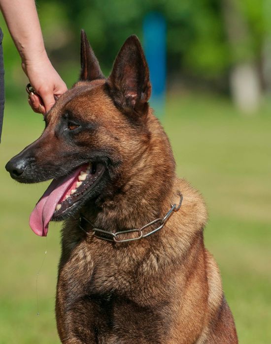 Вязка  Малинуа КСУ.