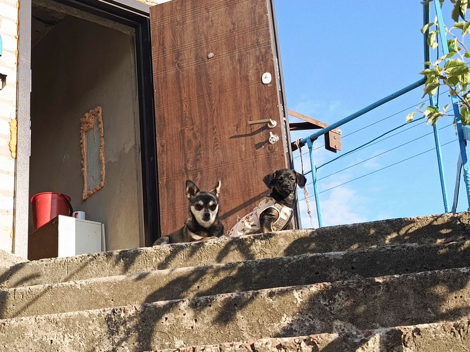 Перетримка тварин