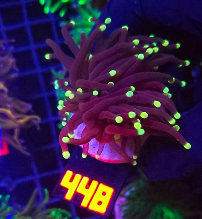 Euphyllia glabrescens Purple Lemon Tip 1h (448) [Koralowiec]