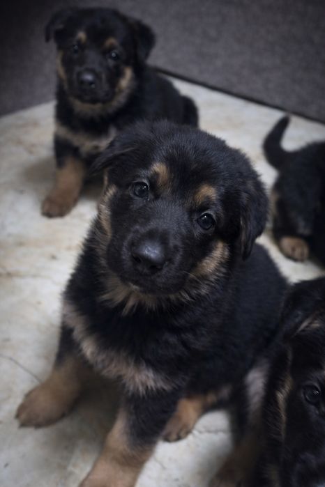 Цуценята немецької вівчарки