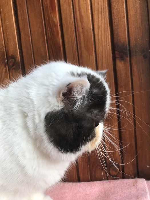 Кот, молодой - все стандарты породы!