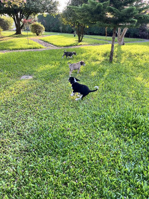 Vendo cães transmontano
