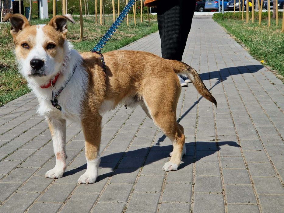 Waluś super psiak szuka chaty