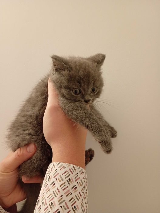 Maly kotek brytyjski (Edi) szuka domu