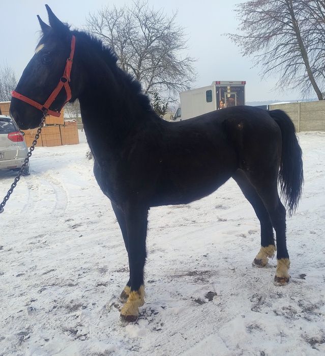 Sprzedam ogierka slaskiego