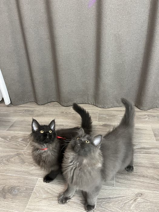 Продам кошенят мейн кун