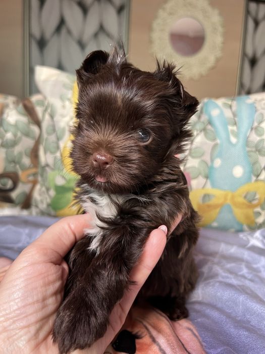 York Choco - tata badania genetyczne