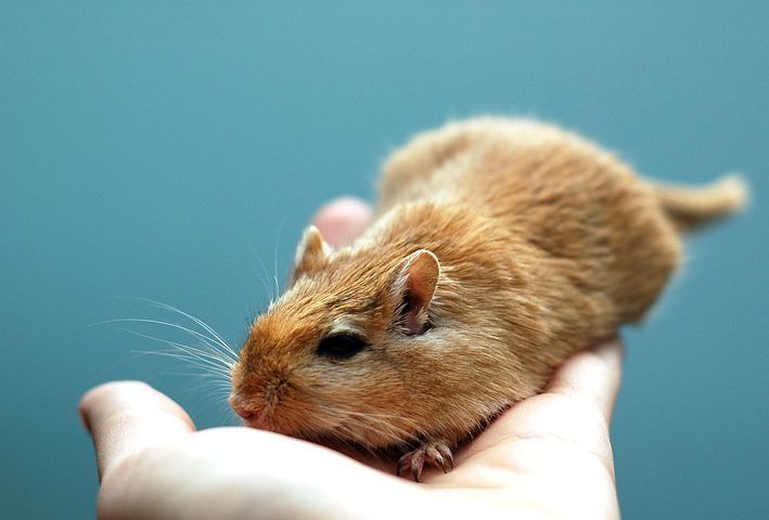 Myszoskoczek Myszoskoczki