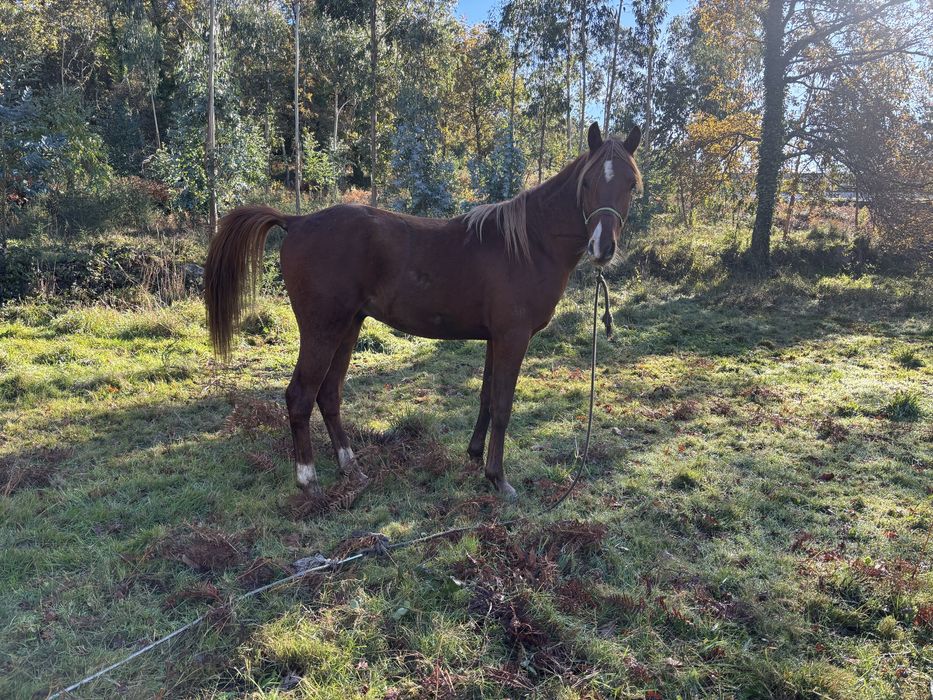 Vendo cavalo luso-árabe