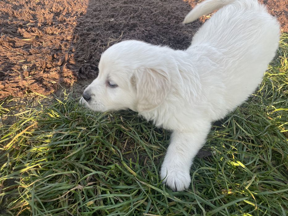 Szczeniak Golden Retriever
