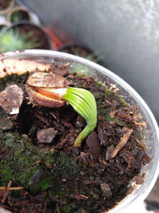 30 sementes de Pinheiro Manso bio/ boa qualidade