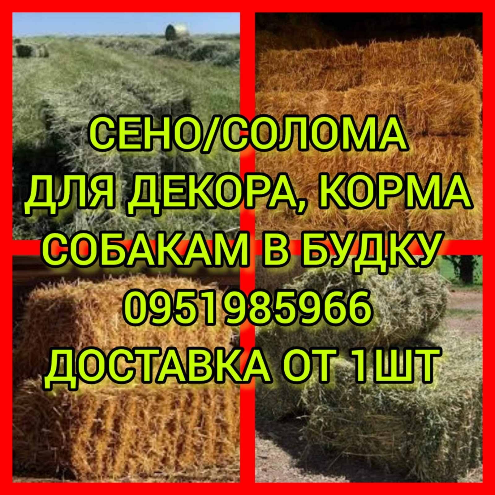 СЕНО СІНО в тюках мешках (горошек и др) для корма, подстилки, мульчи ...