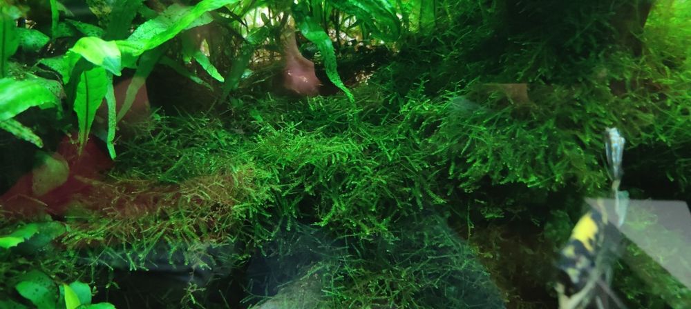 Microsorium mech anubias