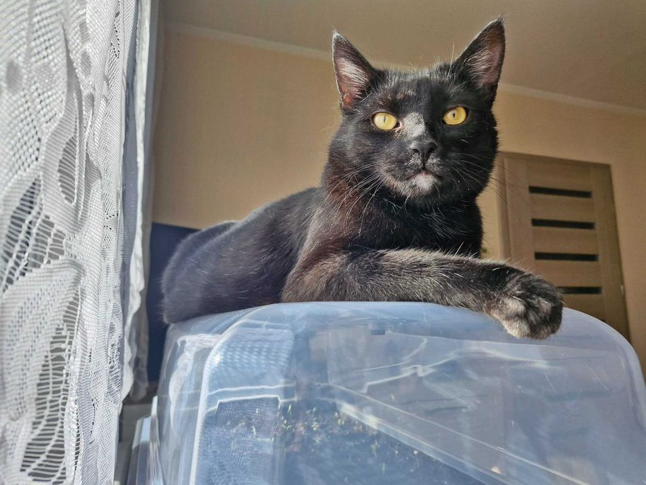 Przepiękny i mądry kot do adopcji