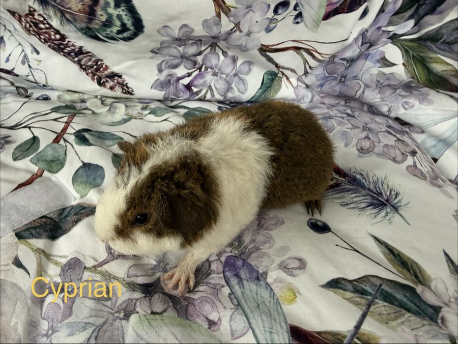 Świnki Morskie - US Teddy, Hodowla CCP