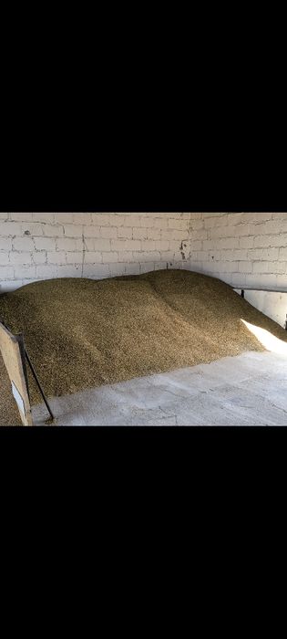 Owies  opałowy, pellet,pasza