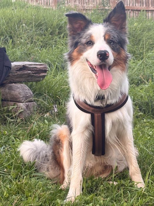 Oddam border collie za darmo