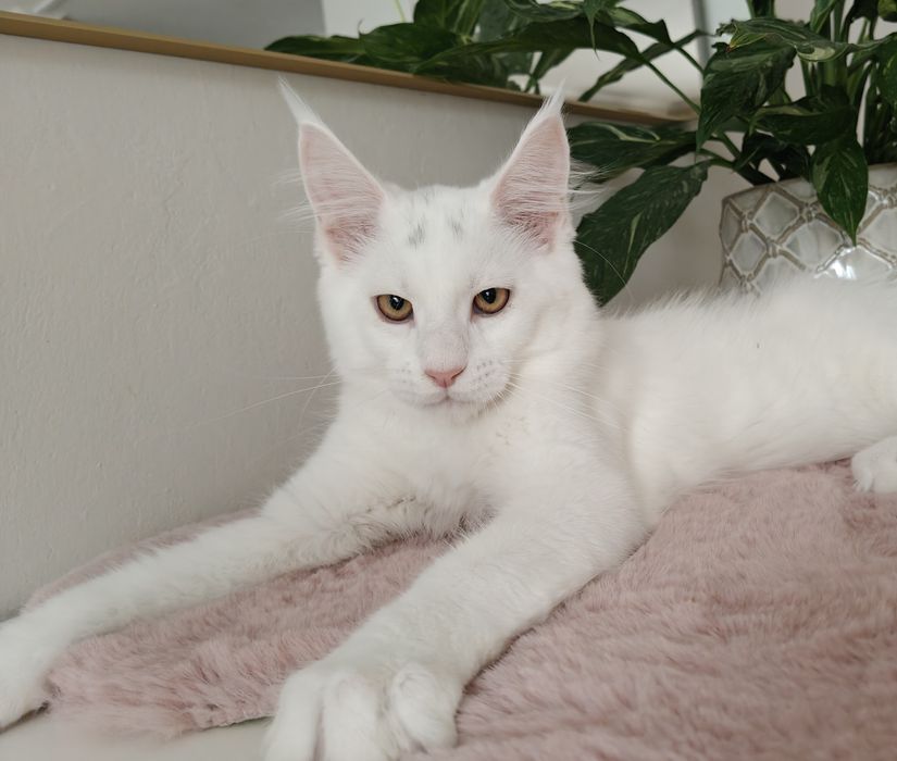 Wito duży biały kocurek Maine Coon