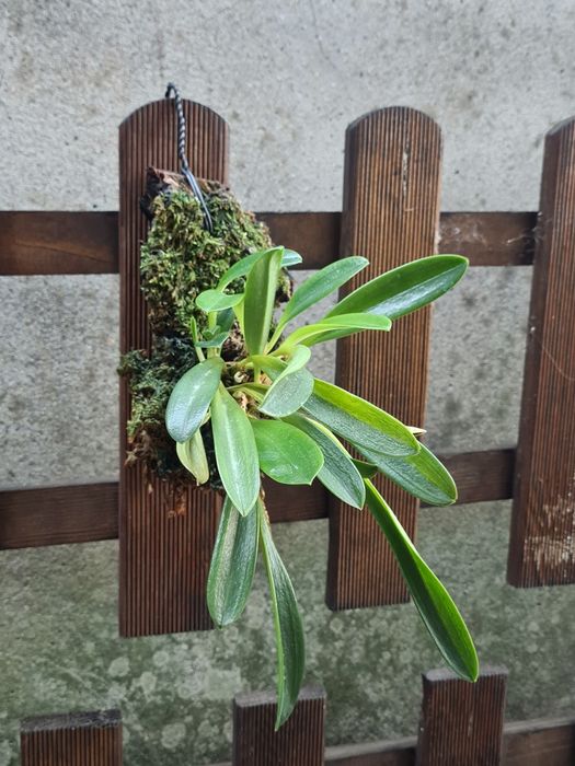 Masdevallia tovarensis - Oquídea montada