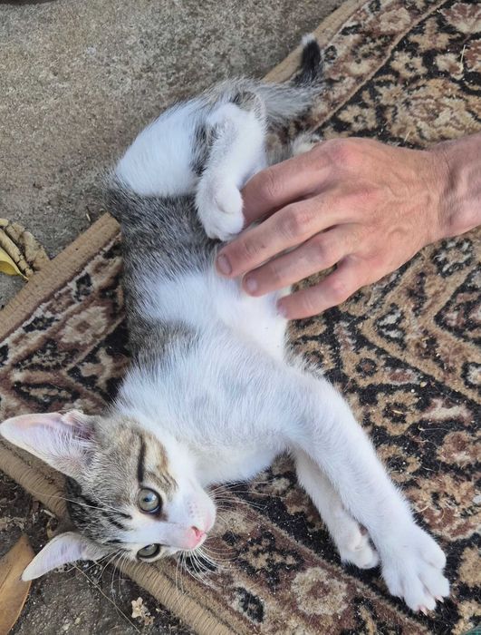 Gatinhos para dar