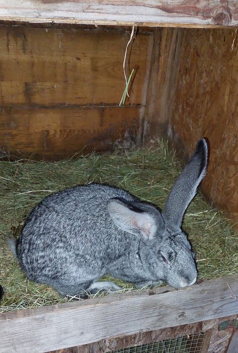 Sprzedam króliki samce