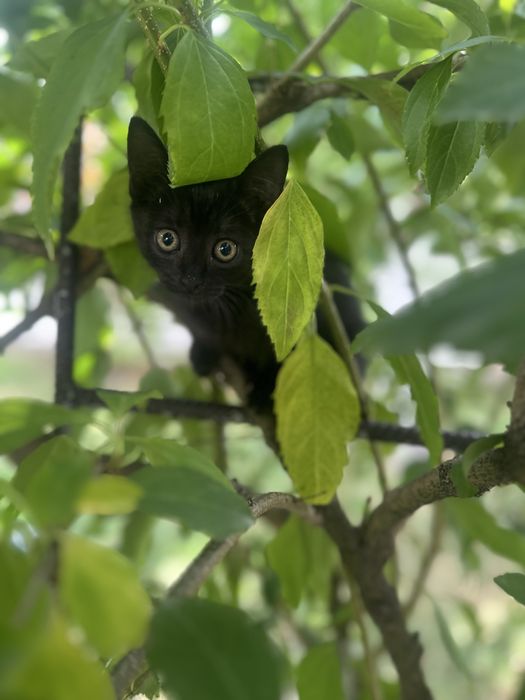 Віддам котиків безкоштовно у добрі руки