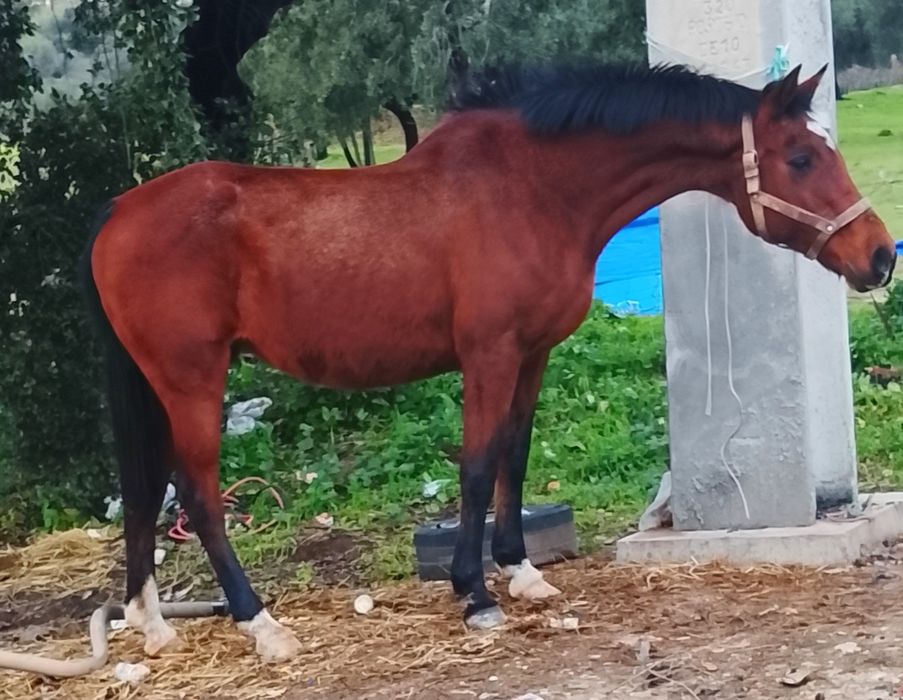 Égua montada e engatada