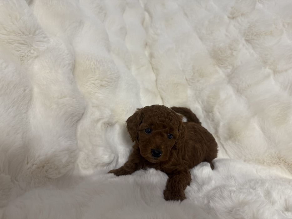 Pudel miniatura piesek z rodowodem