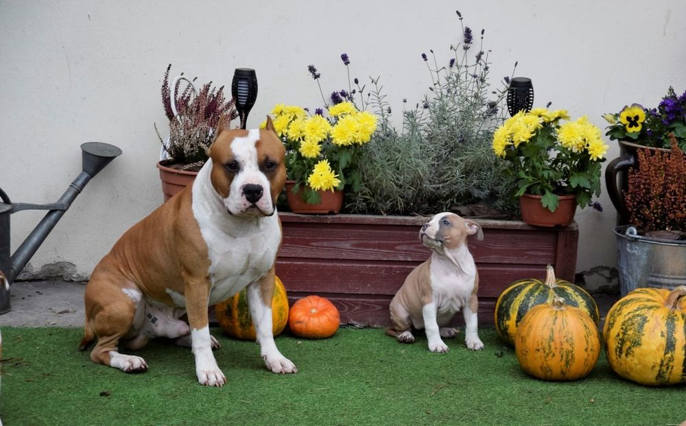Amstaff ZKwP FCI szczenięta po championach