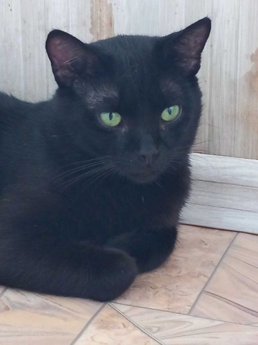 Котик ласковий  10 мес