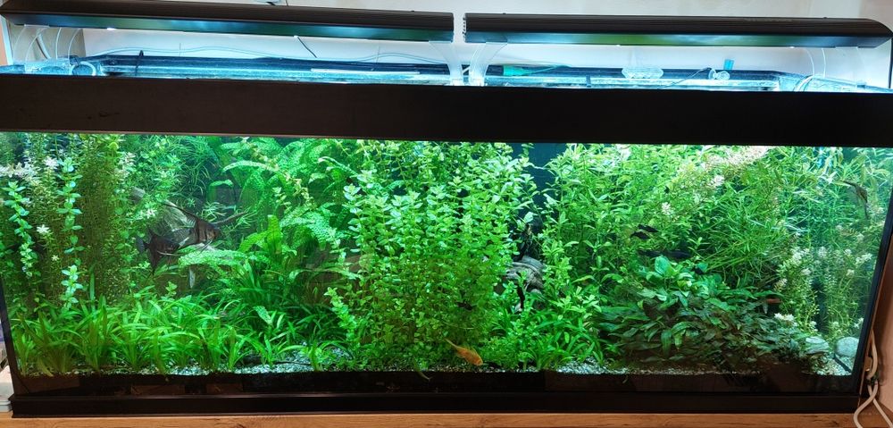 Rośliny akwariowe na rybki zamienię