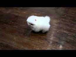 Померанський шпіц