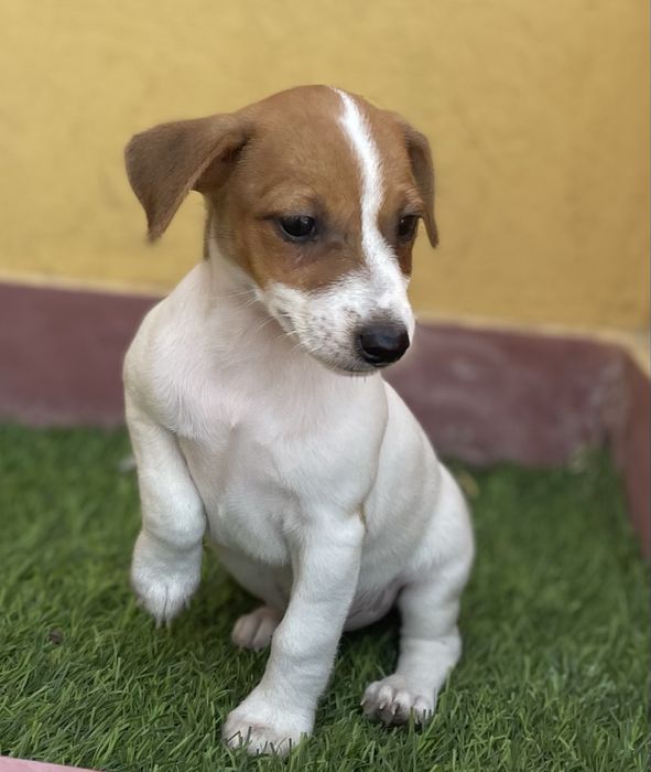Fêmea Jack Russell