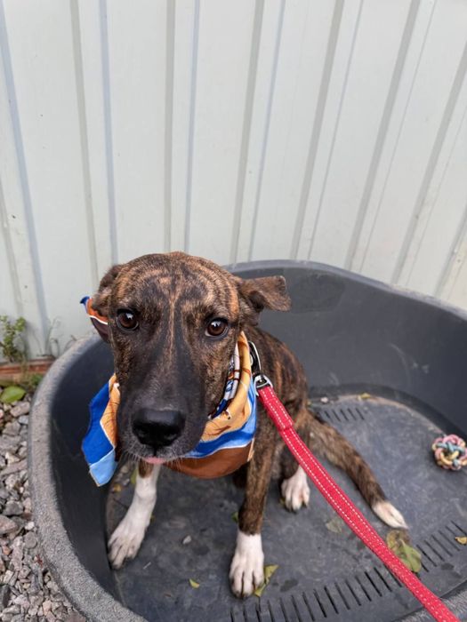 Віддаємо пітбуля Тигрулю