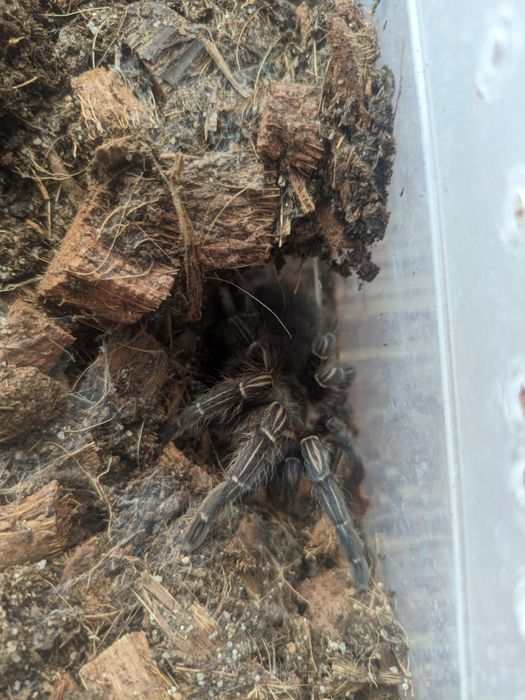 Aphonopelma seemanni samica