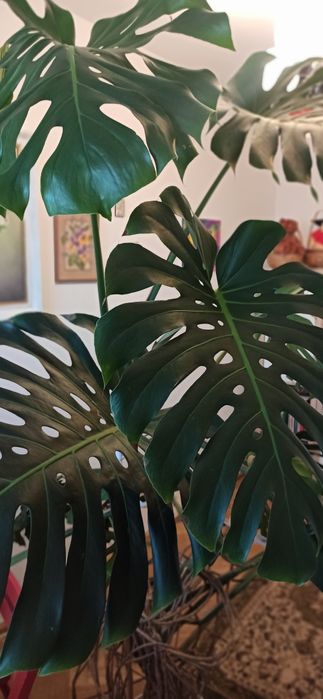 Monstera 1.80 wysokości