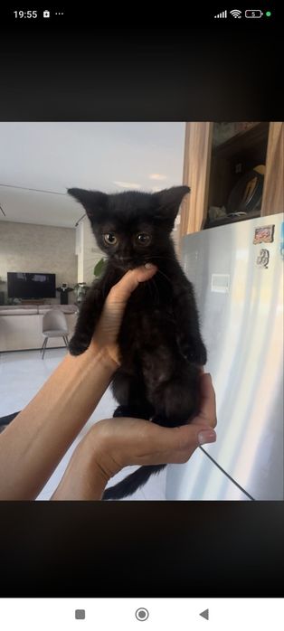 Віддам в добрі руки кошенят