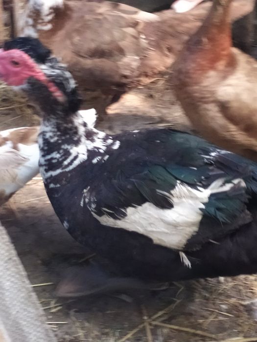 Продам каченят мускусної качки ,шипун,індокачка від 60 грн (різного в